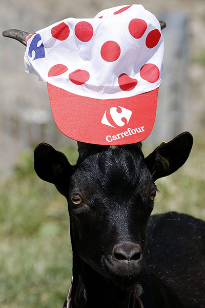 cycling: A goat wearing a polka dot jersey of bes