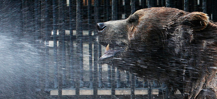 Picture Desk Live: Buyan, a brown bear, cools down