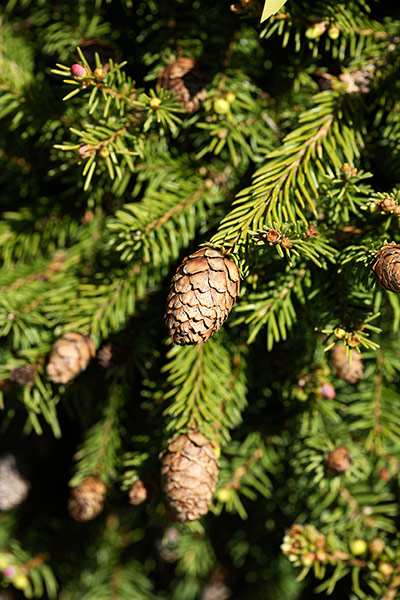 HP - Evergreen trees: Norway Spruce Picea Abies Pusch Pinaceae