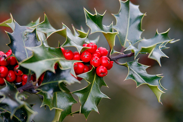HP - Evergreen trees: Holly berries and leaves