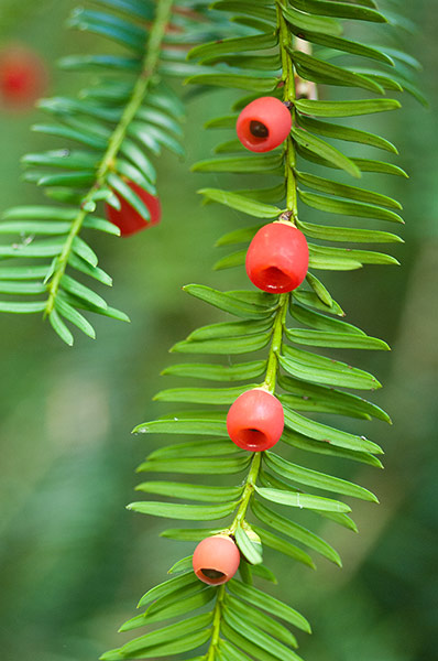 HP - Evergreen trees: Yew foliage and berries