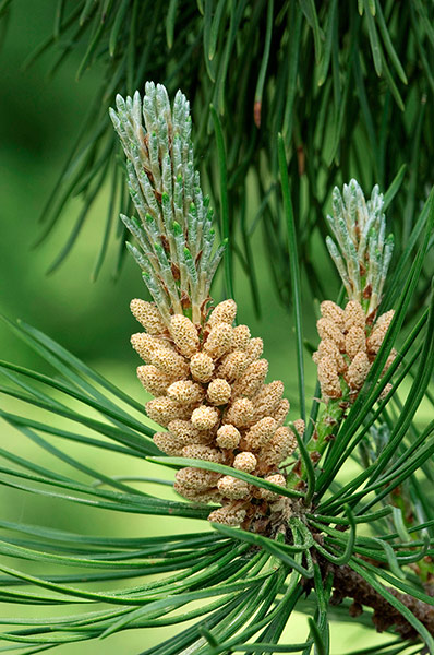 HP - Evergreen trees: Scots Pine