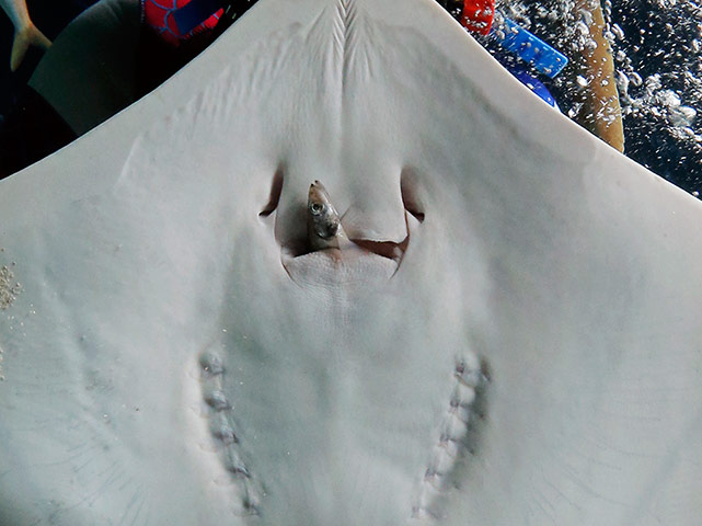 24 hours: A ray eats a fish at Sunshine Aquarium in Tokyo