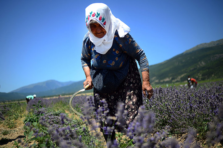 24 hours: A woman harvests lavender in a field in Tarnichane, Bulgaria