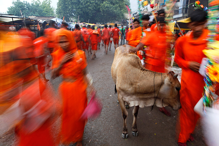 24 hours: Allahabad, India: Hindu pilgrims, known as Kanwarias, walk past a cow 