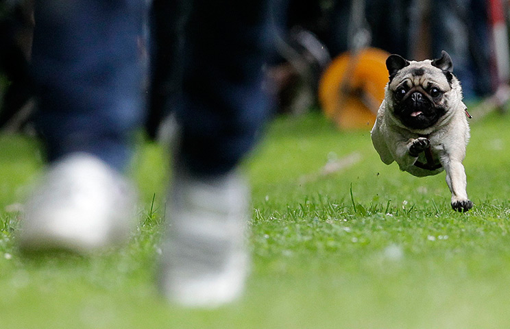 24 hours: Berlin, Germany: A pug competes in a race