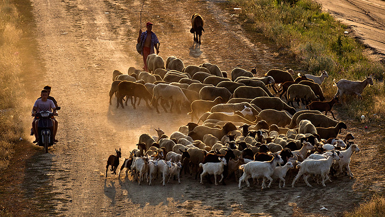 24 hours: Bucharest, Romania: A shepherd directs his sheep and goats 
