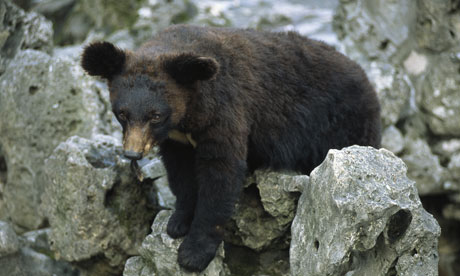 View Of The Endangered Asiatic Black Bear (ursus Thibetanus).