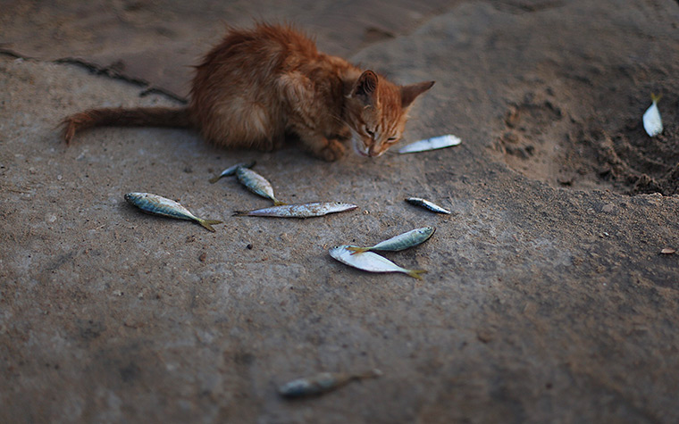 24 hours: Gaza Strip: A cat eats leftover fish in a market