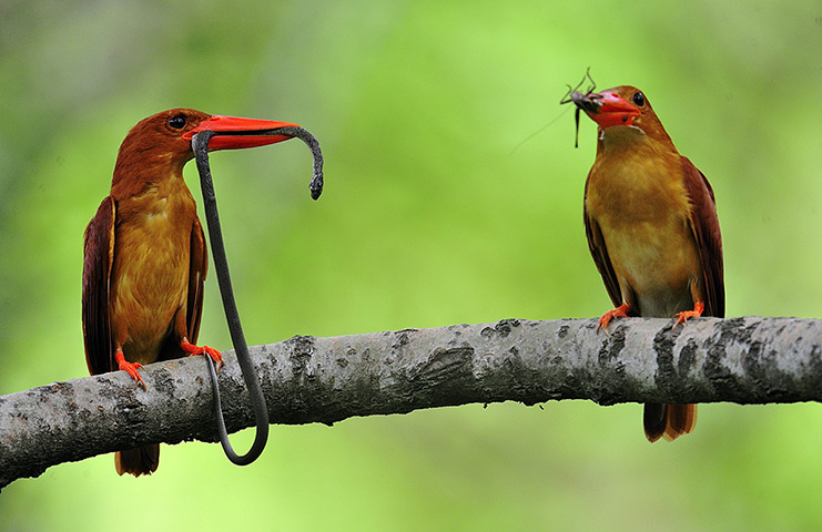 24 hours: Ganghwa City, South Korea: Two Kingfishers hold food to feed chicks