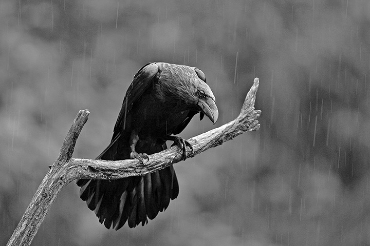 RPS print exhibition: Rain Raven. The image was taken from a hide at Aloos in the French Pyrenees