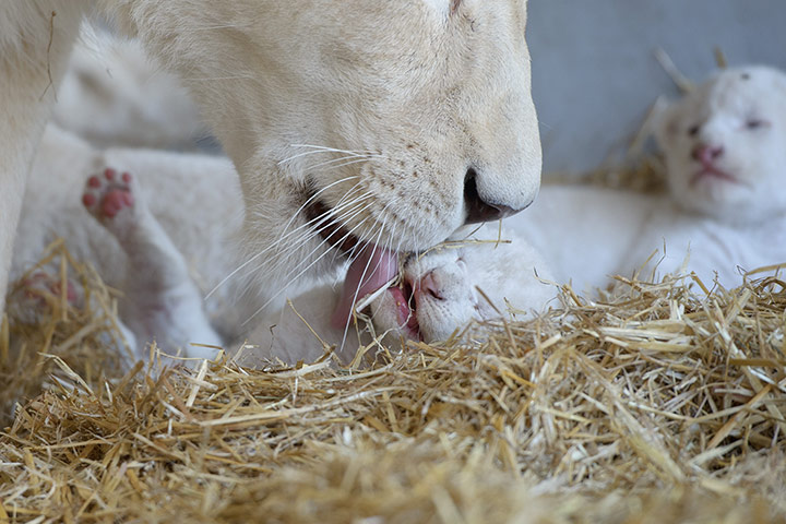 Picture desk live: New mum Princess cares for one of her white lion babies in Kempten, Germany