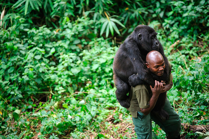 Picture Desk Live: Gorillas at Virguna National Park