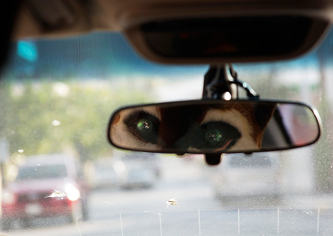 Furros Nuevo Leon: Adrian drives his car while dressed as a wolf