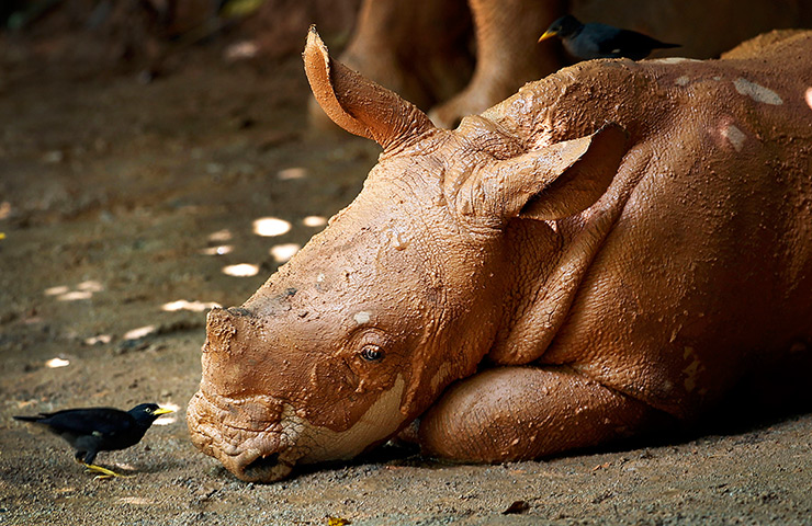 24 hours: Singapore: A mud-covered 3-month-old male African Southern Rhino