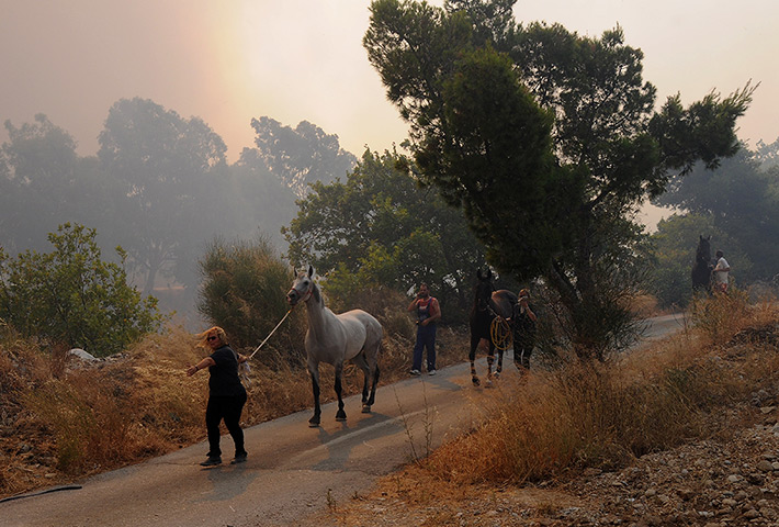 24 hours: Patras, Greece: People evacuate horses during an wildfire