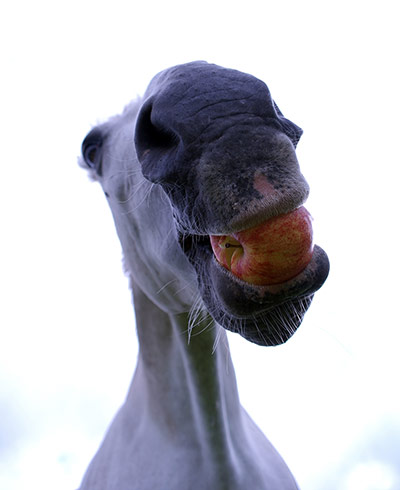 Your Pictures: Delicious: Horse eating an apple