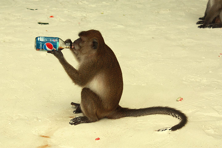 Your Pictures: Delicious: Monkey drinkning a bottle of Pepsi