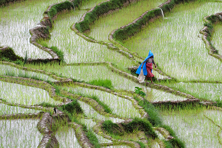 Picture desk live: A Nepalese farmer walks past rice paddy fiels in Kathmandu