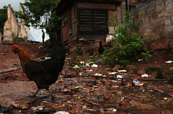  24 hours: Tegucigalpa, Honduras: A rooster walks in a gang- infested neighbourhood