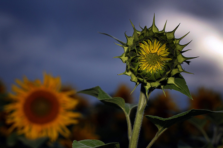  24 hours: Uettingen, Germany: A cloudy sky over a field of sunflowers