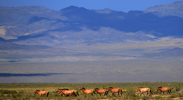  24 hours: Mongolia: A herd of endangered Przewalski horses trot