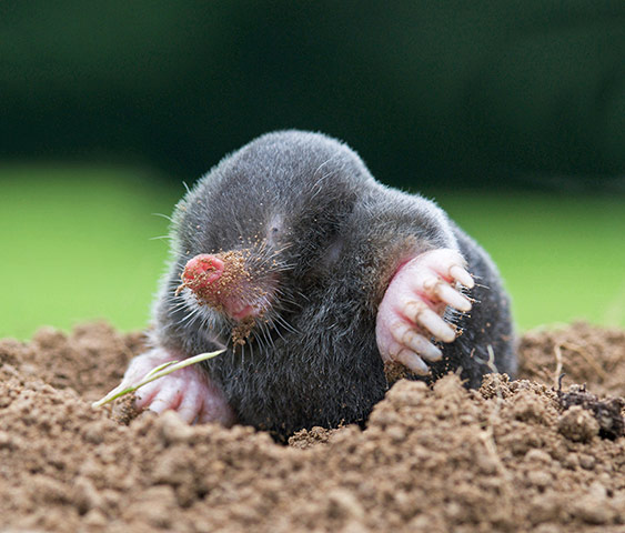 Picture desk live: the winning photo in The Prince's Countryside Fund Photography Award