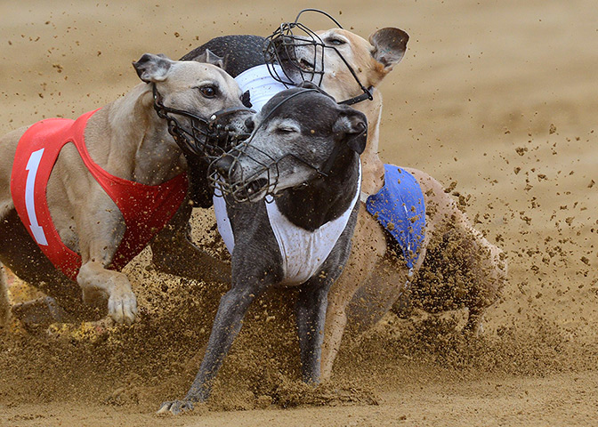 24 hours: Hamburg, Germany: Whippets fight for a mechanical rabbit