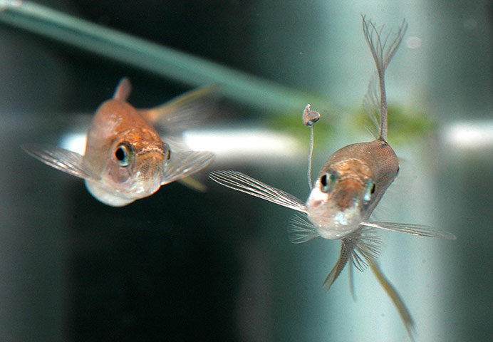 week in wildlife: male swordtail characins
