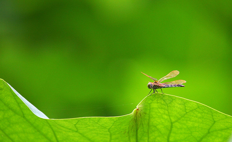 week in wildlife: CHINA-JIANGSU-NANJING-LOTUS FLOWERS