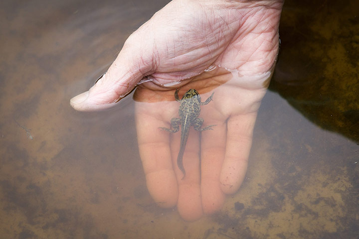 week in wildlife: garlic toads