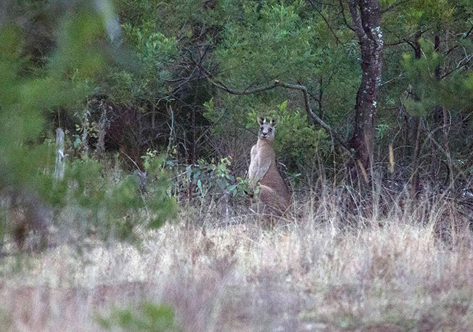 week in wildlife: AUSTRALIA-MUDGEE-KANGAROO-HUNTING