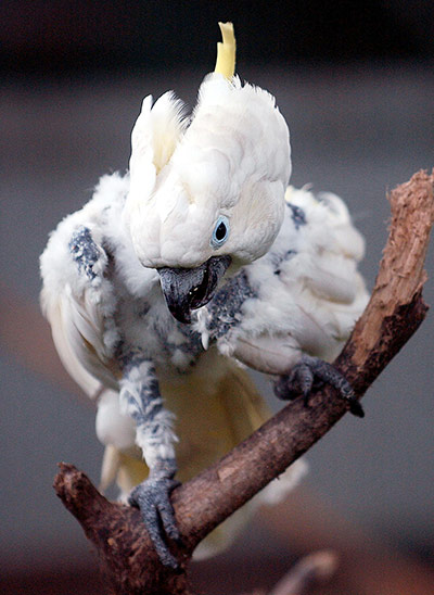 week in wildlife: endangared Yellow-crested Cockatoo