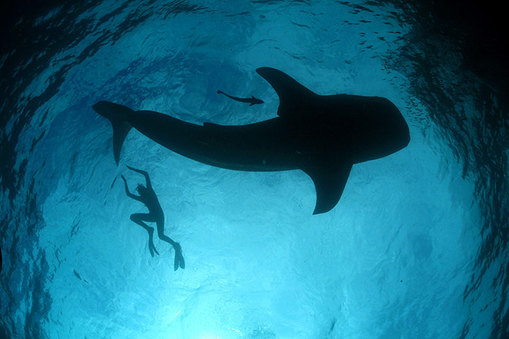 week in wildlife: a diver swimming next to a whale shark