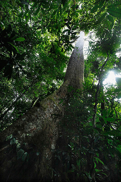 week in wildlife: A tree is seen at Cameroon's Korup National Park