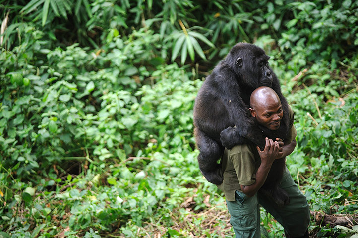 week in wildlife: Warden at the Virunga National Park, plays with orphaned mountain gorilla
