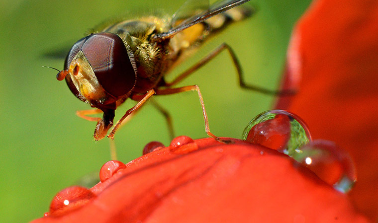 week in wildlife: A hoverfly (Syrphidae) sits on a blossom of a poppy 