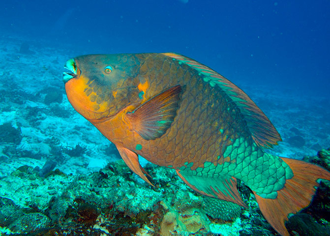 week in wildlife: Rainbow Parrotfish