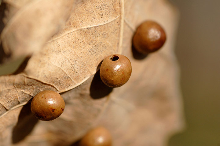 Lorax - Tree dwellers: Gall wasp