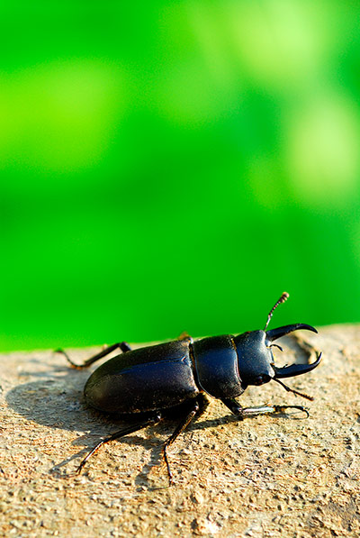 Lorax - Tree dwellers: Stag beetle