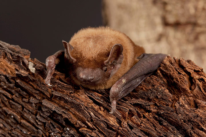 Lorax - Tree dwellers: Bat
