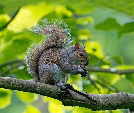 Lorax - Tree dwellers: Squirrel