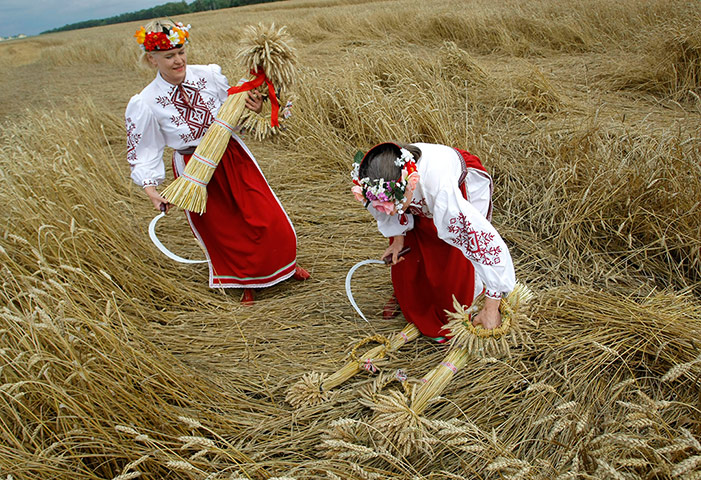 24 hours: Start of the grain harvest in Belarus