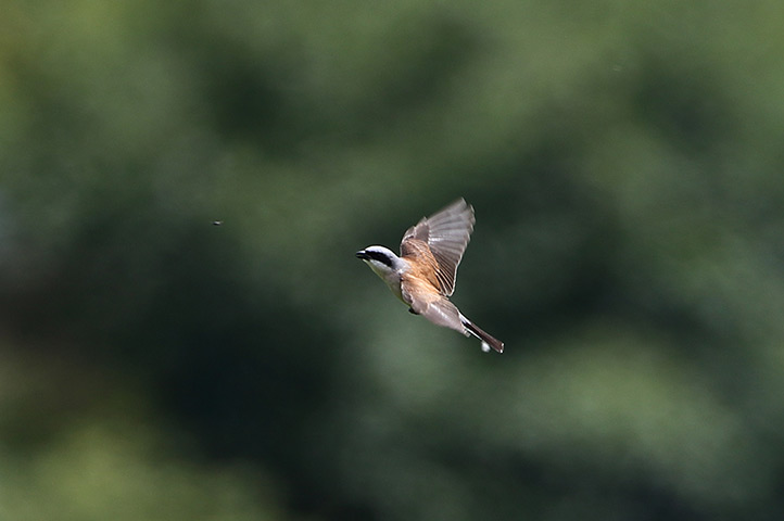 24 hours in pictures: rare red backed shrike