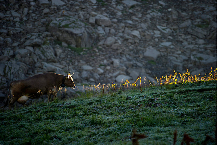 24 hours: Melchsee-Frutt region, Switzerland:  A cow walks in the early morning light