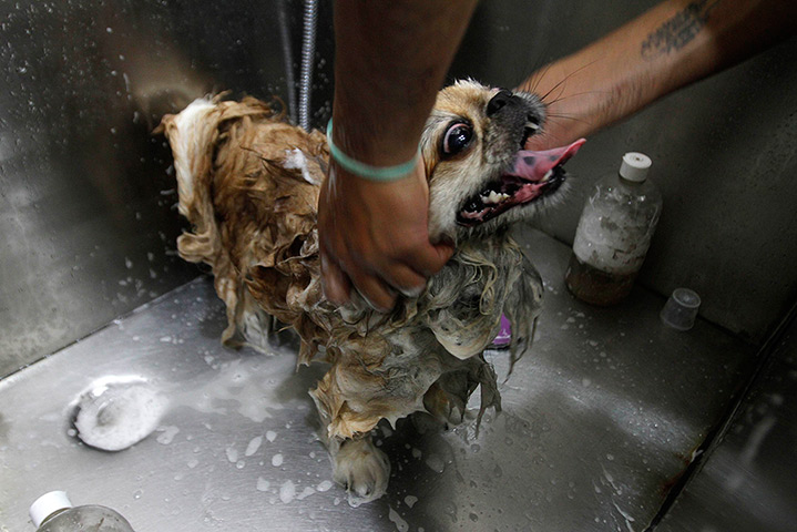 24 hours: New Delhi, India: A groomer bathes a dog at a pet grooming salon