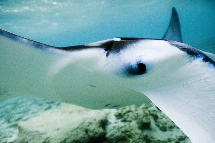 Manta Ray: driven to extinction by Chinese medicine demand
