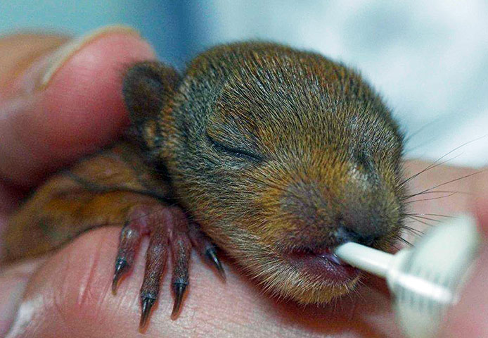 Picture desk live: An orphaned red squirrel 