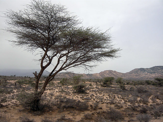 Somaliland : breeding and raising livestock industry