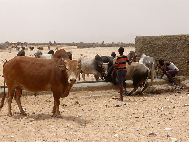 Somaliland : breeding and raising livestock industry